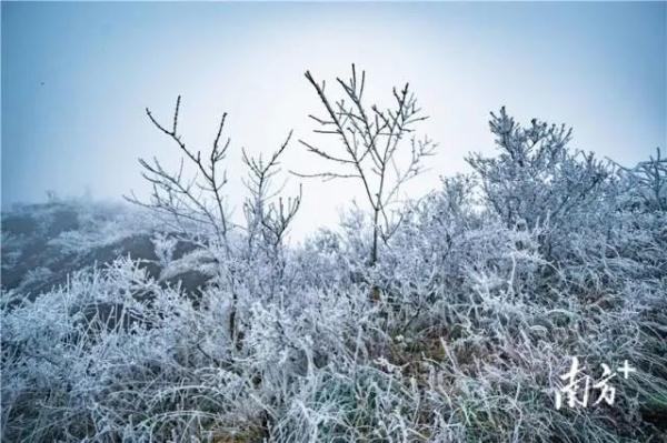 广东下雪了！一夜断崖式下降10℃，144个寒冷预警生效