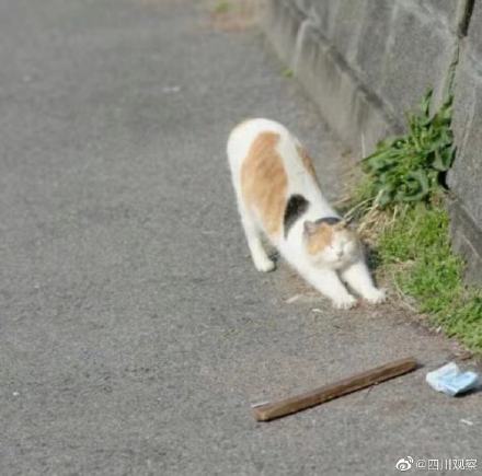 七岁草原牧羊猫超霸气