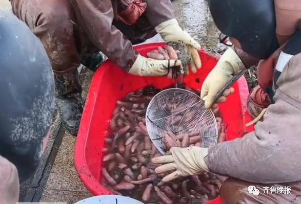 山东的大海又送年货了！海边现大量海肠、蛤蜊…有人从黑夜捞到天亮