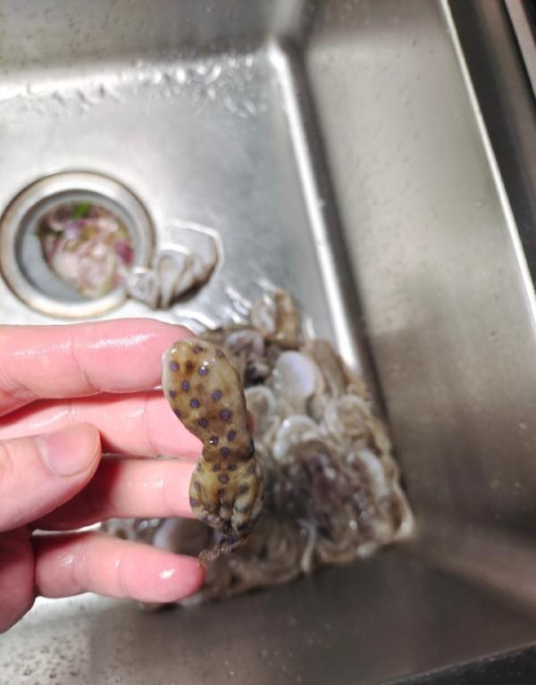 剧毒章鱼差点下锅？这些易混淆食物千万要注意！