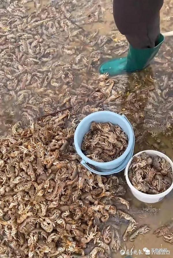 山东的大海又送年货了！海边现大量海肠、蛤蜊…有人从黑夜捞到天亮