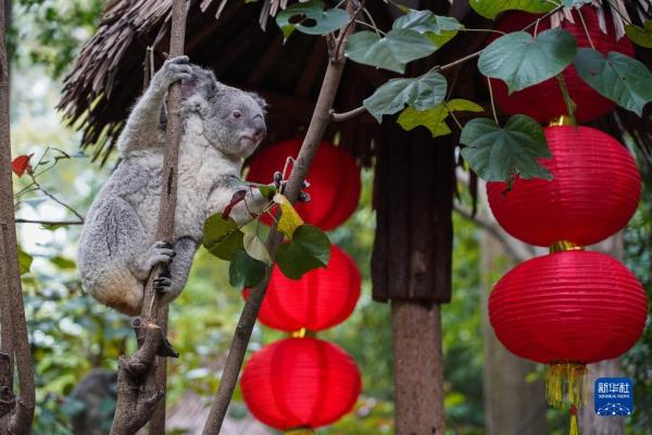 七代同堂 考拉迎春节 七代同堂 考拉迎春节