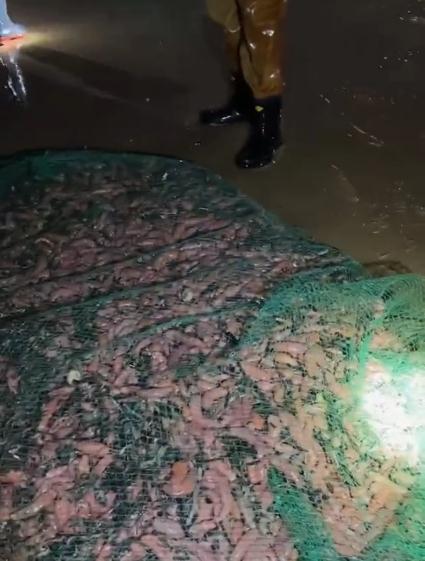 山东的大海又送年货了！海边现大量海肠、蛤蜊…有人从黑夜捞到天亮