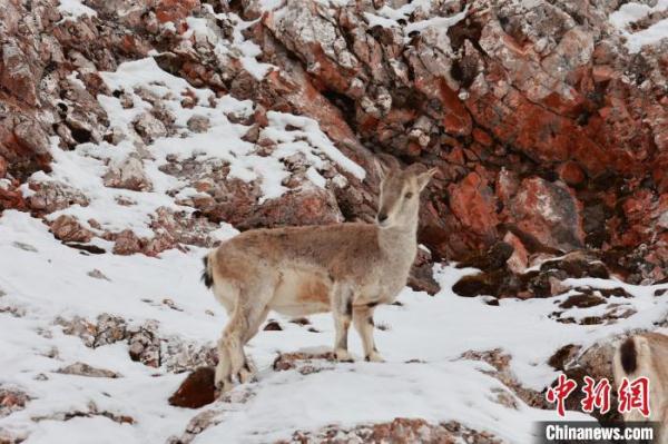 青海杂多:雪中岩羊群悠然自得 青海杂多:雪中岩羊群悠然自得