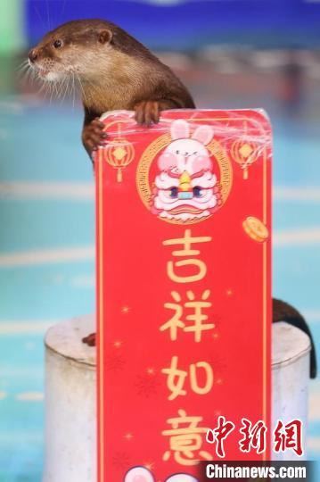 南京海底世界动物拜大年贺新春