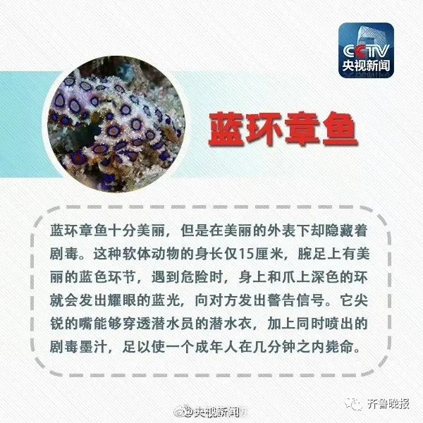 蓝环章鱼！吃个火锅与死神擦肩而过……