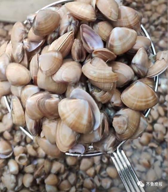 山东的大海又送年货了！海边现大量海肠、蛤蜊…有人从黑夜捞到天亮