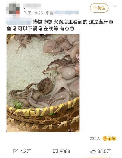 惊险!剧毒的蓝环章鱼,混进火锅涮菜里 惊险!剧毒的蓝环章鱼,混进火锅涮菜里