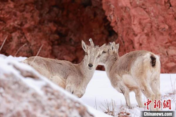 青海杂多:雪中岩羊群悠然自得 青海杂多:雪中岩羊群悠然自得