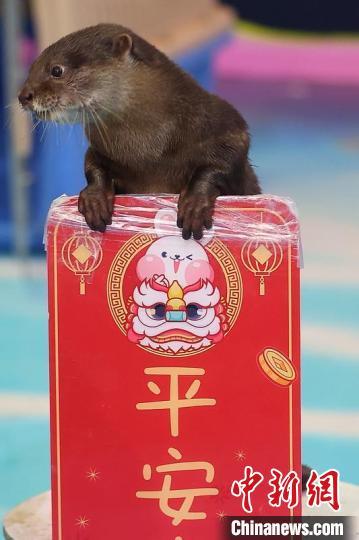 南京海底世界动物拜大年贺新春