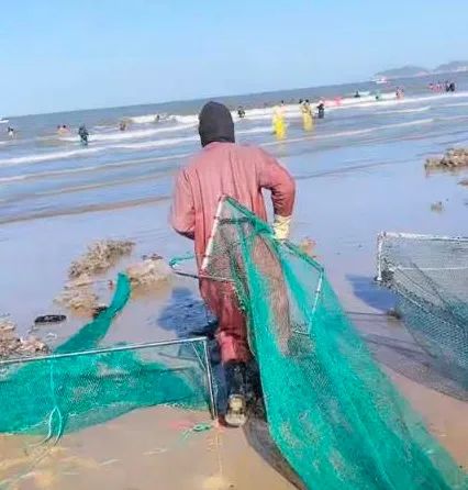 山东的大海又送年货了！海边现大量海肠、蛤蜊…有人从黑夜捞到天亮