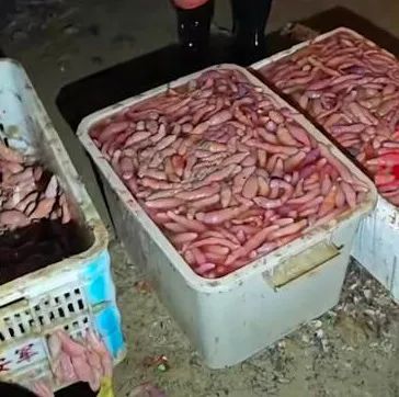 山东的大海又送年货了！海边现大量海肠、蛤蜊…有人从黑夜捞到天亮