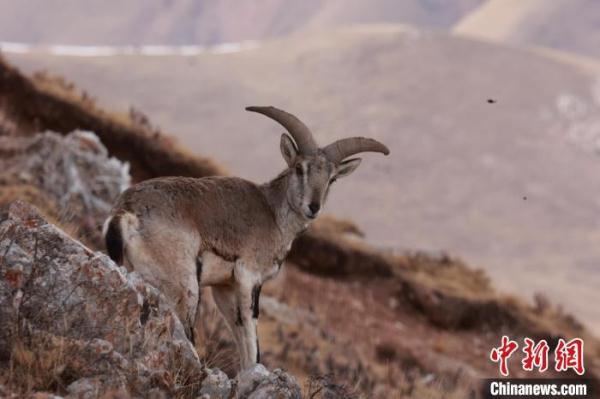 青海杂多:雪中岩羊群悠然自得 青海杂多:雪中岩羊群悠然自得