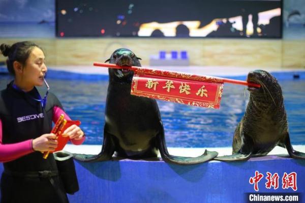 南京海底世界动物拜大年贺新春