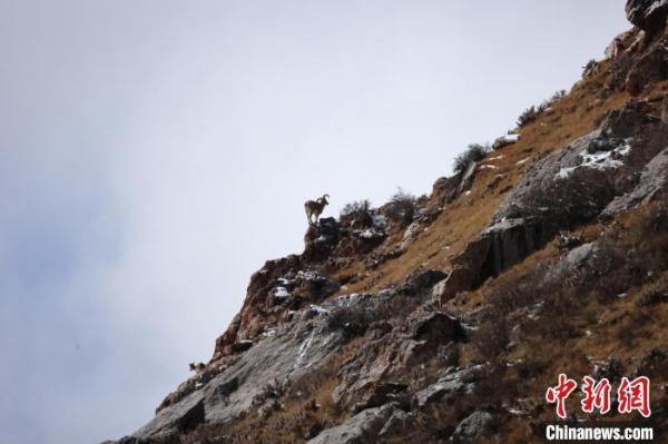 青海杂多:雪中岩羊群悠然自得 青海杂多:雪中岩羊群悠然自得