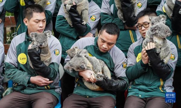 七代同堂 考拉迎春节 七代同堂 考拉迎春节