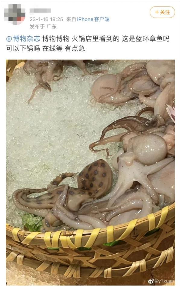 蓝环章鱼！吃个火锅与死神擦肩而过……