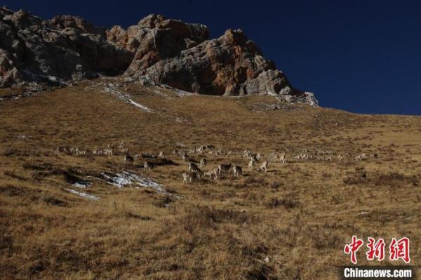 青海杂多:雪中岩羊群悠然自得 青海杂多:雪中岩羊群悠然自得