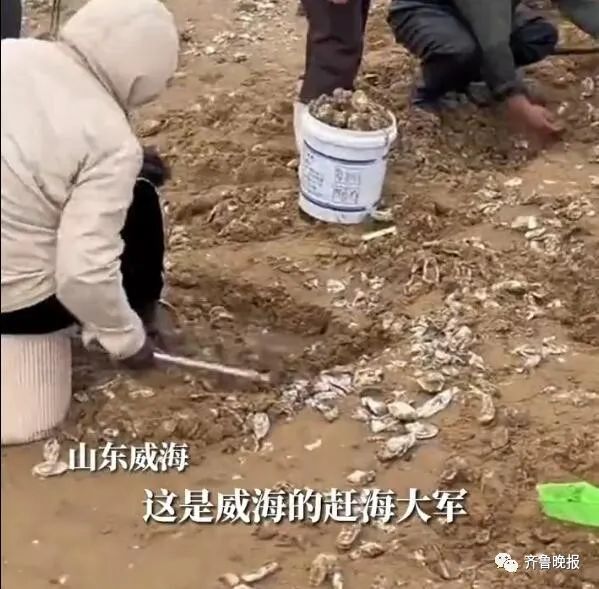 山东的大海又送年货了！海边现大量海肠、蛤蜊…有人从黑夜捞到天亮