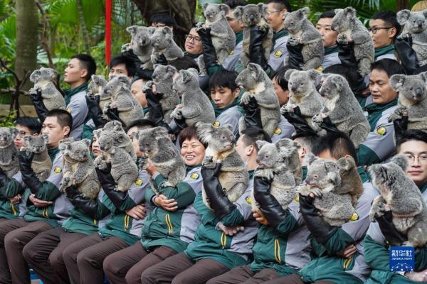 七代同堂 考拉迎春节 七代同堂 考拉迎春节