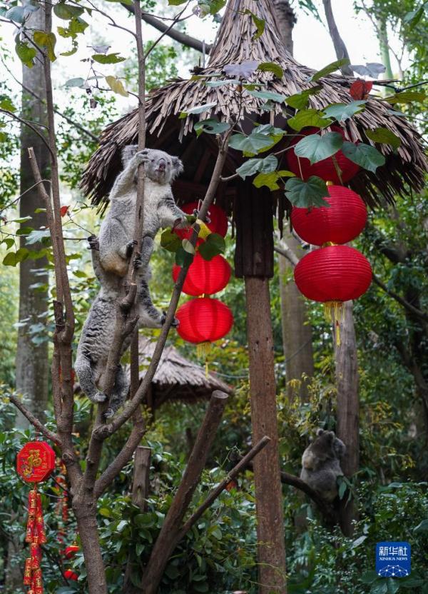 七代同堂 考拉迎春节 七代同堂 考拉迎春节
