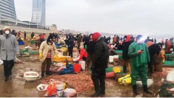 山东的大海又送年货了！海边现大量海肠、蛤蜊…有人从黑夜捞到天亮