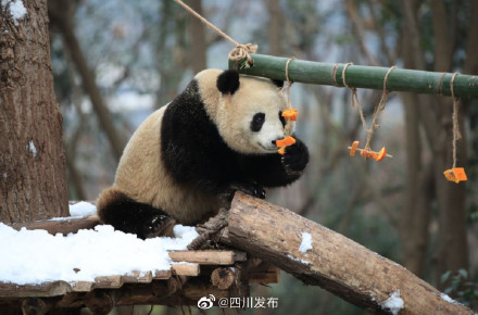 成都熊猫基地下雪 看大熊猫雪地撒欢
