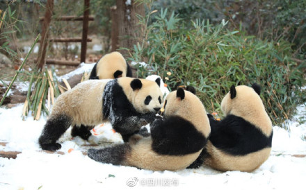 成都熊猫基地下雪 看大熊猫雪地撒欢