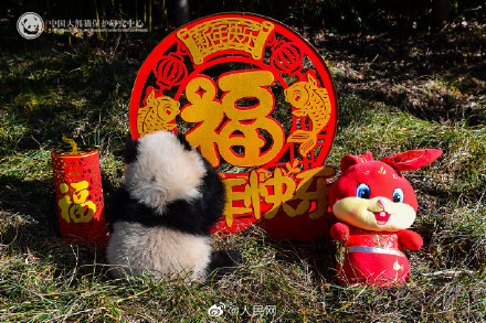 萌动贺新春！10只熊猫宝宝超萌亮相送祝福
