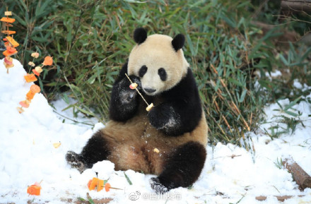 成都熊猫基地下雪 看大熊猫雪地撒欢