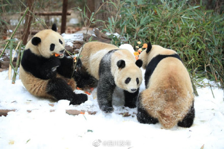 成都熊猫基地下雪 看大熊猫雪地撒欢