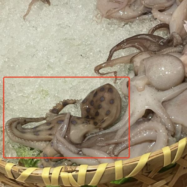 热搜第一！有网友称买到毒性极强的蓝环章鱼？涉事超市回应