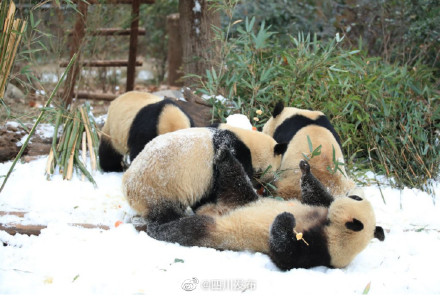 成都熊猫基地下雪 看大熊猫雪地撒欢