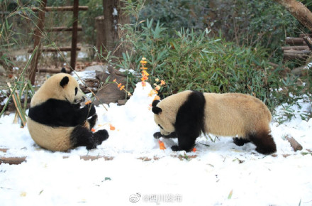 成都熊猫基地下雪 看大熊猫雪地撒欢