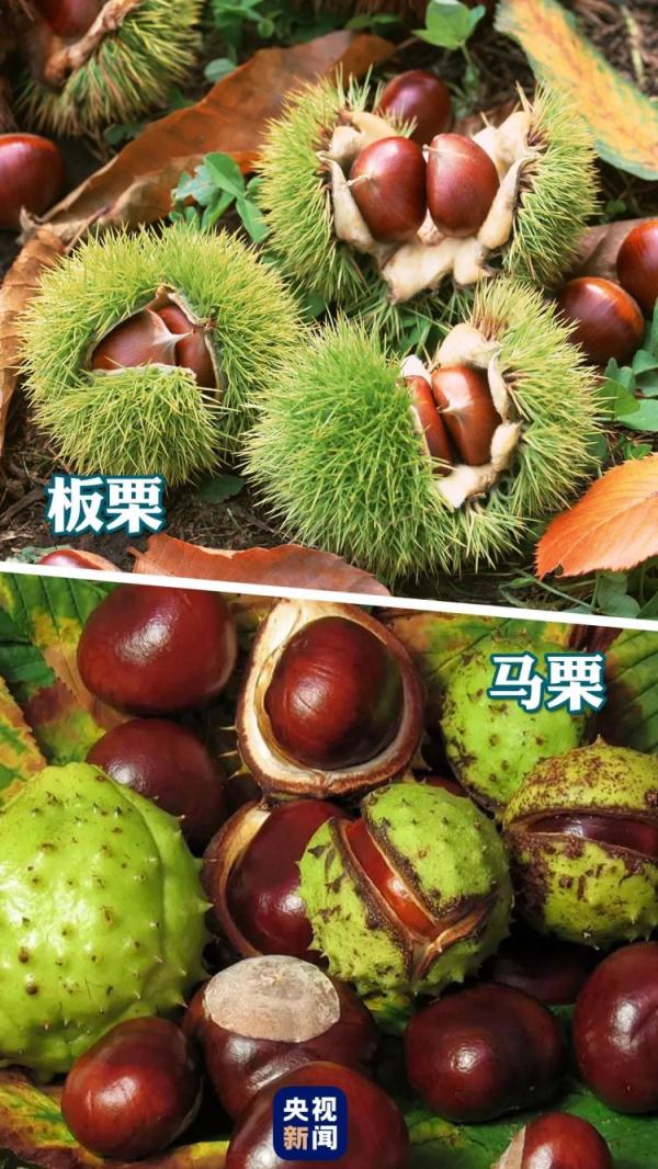 剧毒章鱼差点下锅?这些易混淆食物千万要注意! 剧毒章鱼差点下锅?这些易混淆食物千万要注意!