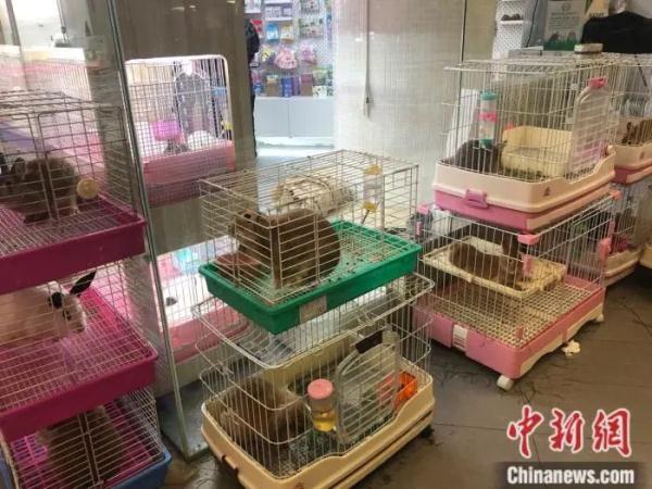 过年回家，我的猫、狗、兔子……怎么办？