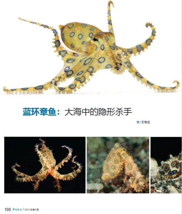 热搜第一!有网友称买到毒性极强的蓝环章鱼?市场监管部门通报 热搜第一!有网友称买到毒性极强的蓝环章鱼?市场监管部门通报