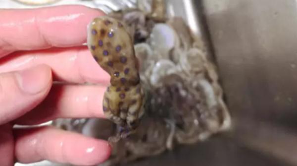 深圳门店买到蓝环章鱼?山姆称门店检查未有异常,市监今日会再抽检 深圳门店买到蓝环章鱼?山姆称门店检查未有异常,市监今日会再抽检