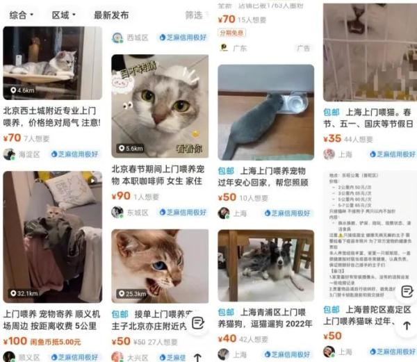 过年回家，我的猫、狗、兔子……怎么办？