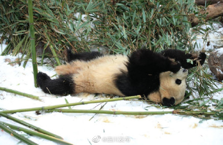 成都熊猫基地下雪 看大熊猫雪地撒欢