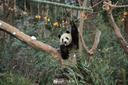 成都熊猫基地下雪 看大熊猫雪地撒欢