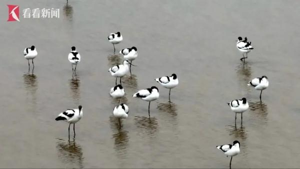 鄱阳湖畔的“护鸟夫妻” 鄱阳湖畔的“护鸟夫妻”