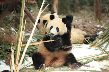 成都熊猫基地下雪 看大熊猫雪地撒欢