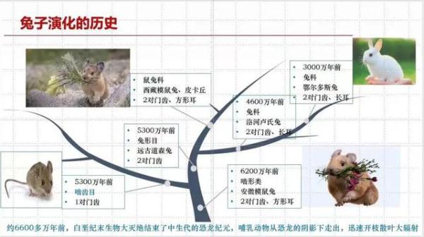 “兔圆圆”为啥有四颗门牙？真相原来是......