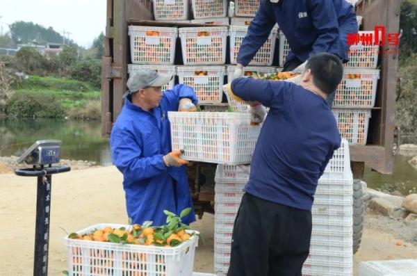 全网“监工”剪砂糖橘！柳州果农：别催，剪刀冒烟啦！