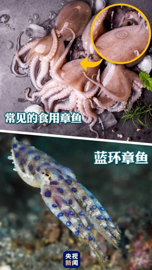 冲上热搜！记住它的样子！千万别吃！有剧毒！