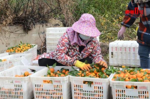 全网“监工”剪砂糖橘！柳州果农：别催，剪刀冒烟啦！