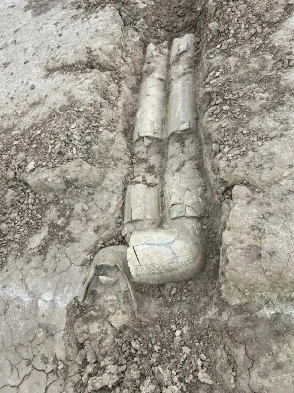 荒地惊现古人牙齿下颌骨！“西安啊，那没事了”冲上热搜
