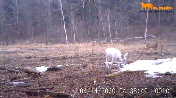 罕见白狍现身林海雪原，宛如雪中精灵