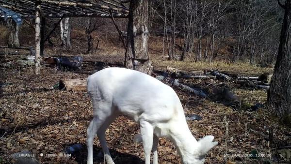 罕见白狍现身林海雪原，宛如雪中精灵